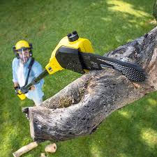 Best Tree and Shrub Care  in East Flat Rock, NC