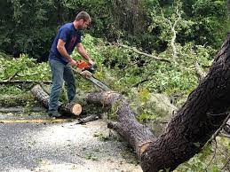 Best Stump Grinding and Removal  in East Flat Rock, NC