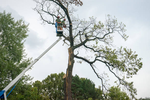 Best Emergency Tree Removal  in East Flat Rock, NC